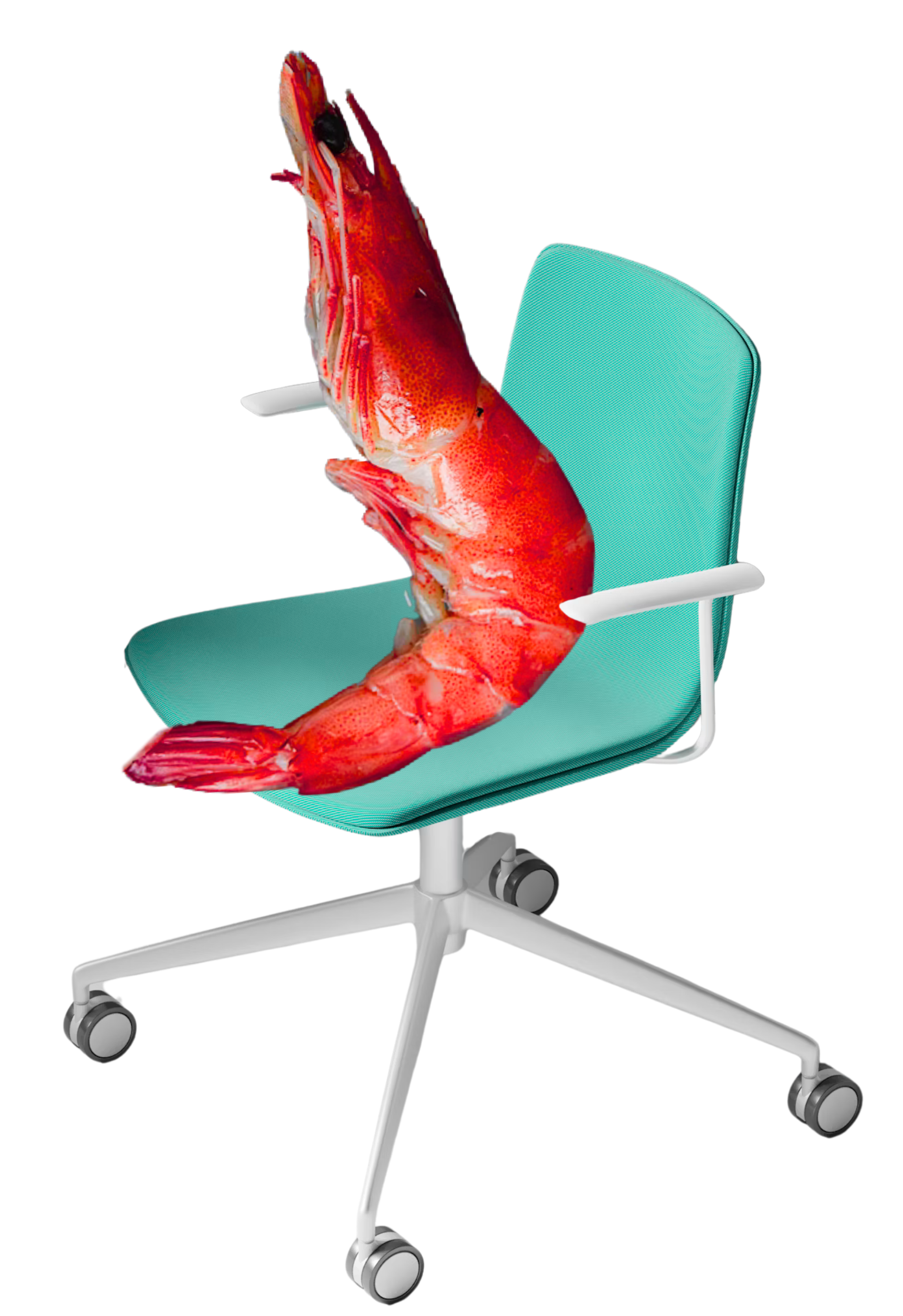 Shrimp